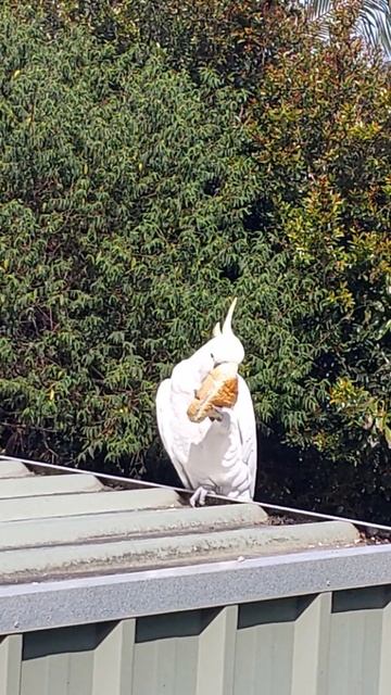 WILD COCKATOO EATING 🇦🇺🪃🦜🕊🦅🐦 смотреть онлайн