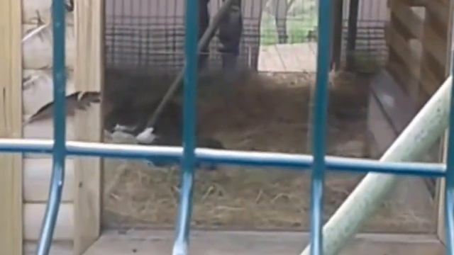 прикольный павлин Ярославского зоопарка смотреть онлайн