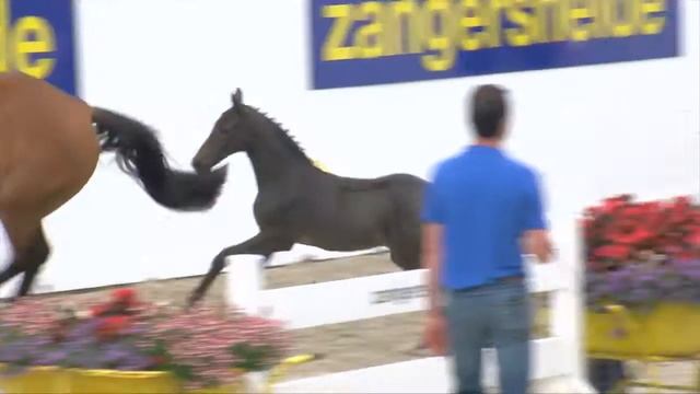 Lizette de pouteau Z (Levisto Z - Quidam de revel) смотреть онлайн