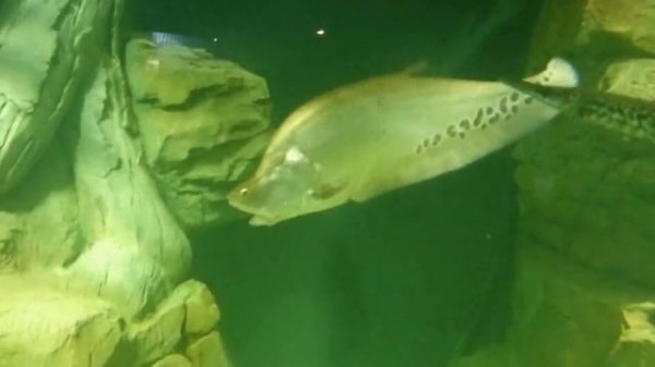 Океанариум