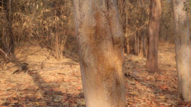 INDIA’S FIRST VIRTUAL SAFARI - EP4 | TIGER SAFARI LIVE | BANDHAVGARH NATIONAL PARK смотреть онлайн