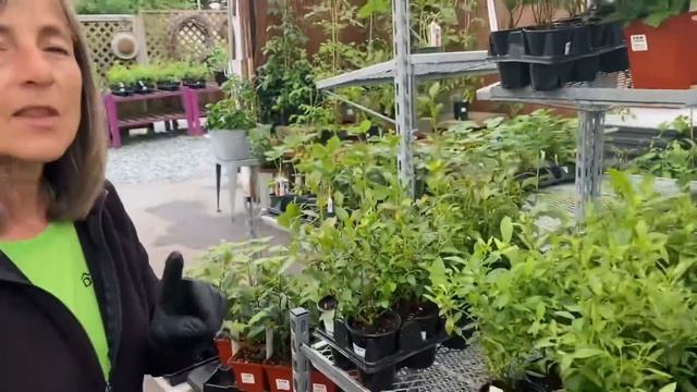 Grow Your Own Blueberries, Herbs And More!