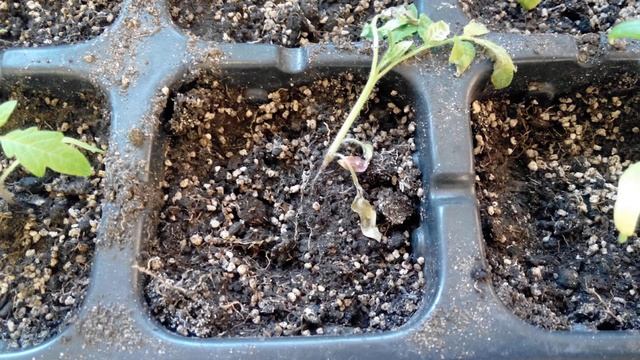 Черная ножка на рассаде томатов смотреть онлайн