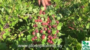 Сорта крыжовника красного и зелёного, плодоношение в 2015 году