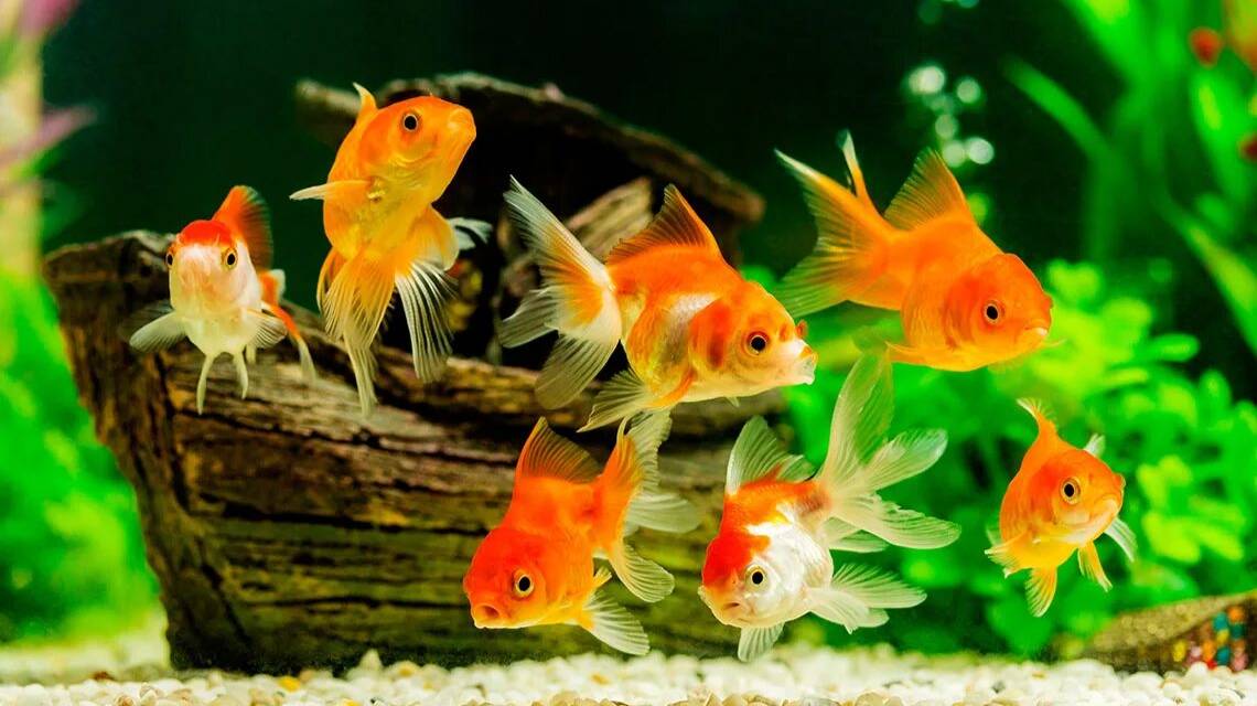 Звуки рыб. Красивое видео для расслабления и медитации. Аквариум. #relax #meditation