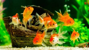 Звуки рыб. Красивое видео для расслабления и медитации. Аквариум. #relax #meditation