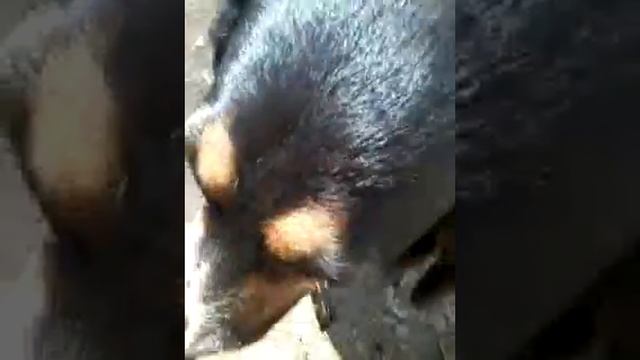 Мой кот персик Тогда и сейчас смотреть онлайн