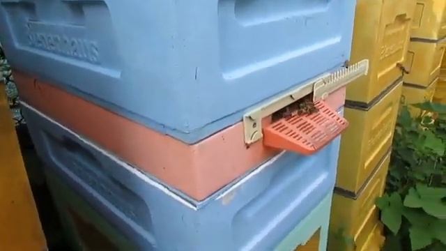 леток в улье по новому - часть 2 - лучшее расположение летка в улье для отводков и слабых семей пче смотреть онлайн