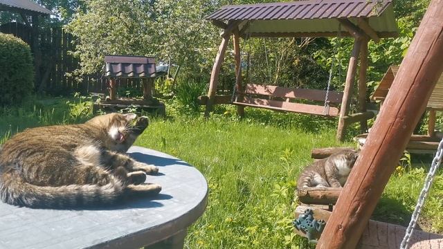 Доброе утро должно быть таким!! Солнце, кофе, коты....мечта.