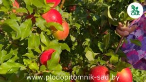 Яблоня САКАВИТА. Перспективный зимний сорт. Подойдет для приготовления высококачественного сока.