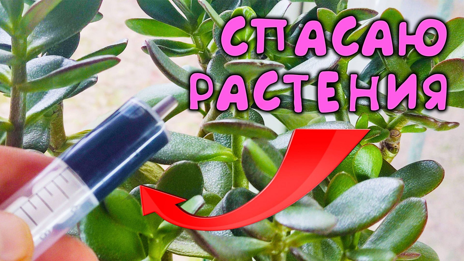 Вот чем я спасаю комнатные растения от 🍂 пожелтения листьев зимой 🌨 смотреть онлайн