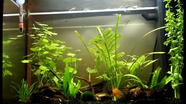 Juwel 700 Rekord setup смотреть онлайн