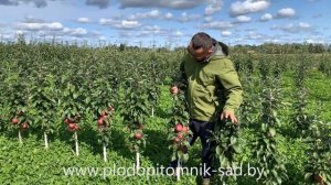 Яблоня колонновидная МОСКОВСКОЕ ОЖЕРЕЛЬЕ  Обильный урожай на двухлетнем дереве.