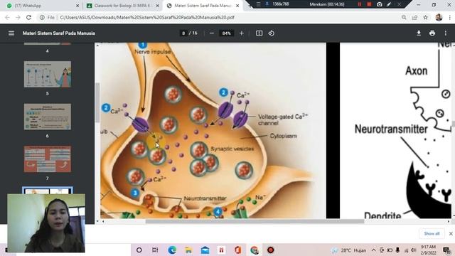 Sistem Saraf Pada Manusia -Biologi Kelas XI смотреть онлайн