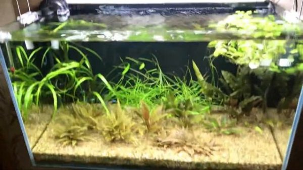 В продолжении о скиммере Eheim