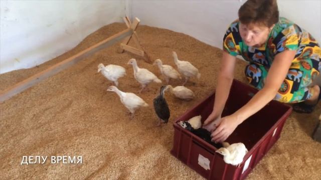 РАСТИМ ИНДЮКОВ часть1 смотреть онлайн