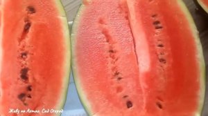 Удивили Арбузы на грядке-термосе