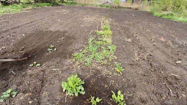 ВЕСЕННИЙ МОРОЗ ДВЕ НЕДЕЛИ ПОСЛЕ ПОСАДКИ В ГРУНТ ГАЗОНОКОСИЛКА И ПРОФИЛАКТИКА КОЛОРАДСКОГО ЖУКА