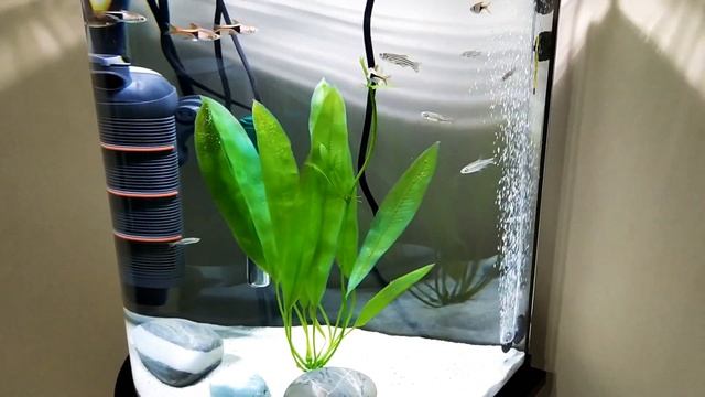 Acuario 60 litros panorámico Tetra, 60l half moon aquarium with Eheim biopower 200 смотреть онлайн