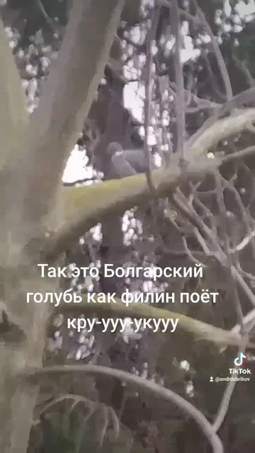 Поёт как филин смотреть онлайн
