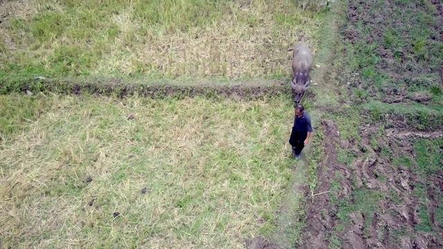 The Buffalo and the Bible Worker смотреть онлайн