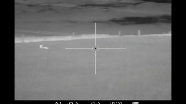 Foxing with the Pulsar Apex XD50 Thermal Riflescope смотреть онлайн