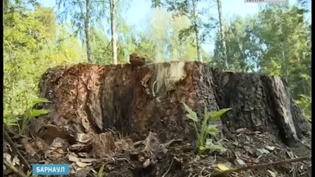 Жители барнаульского поселка Лесной остались недовольными вырубкой деревьев смотреть онлайн