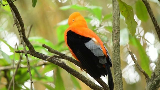 Music to Relax the Mind | Reduces Anxiety and Stress | Relaxing Sounds of Nature #2 смотреть онлайн