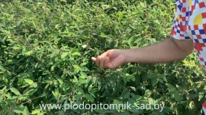 ЖИМОЛОСТЬ СЪЕДОБНАЯ. Почему не растёт? Когда сажать? Какие сорта жимолости купить для посадки?