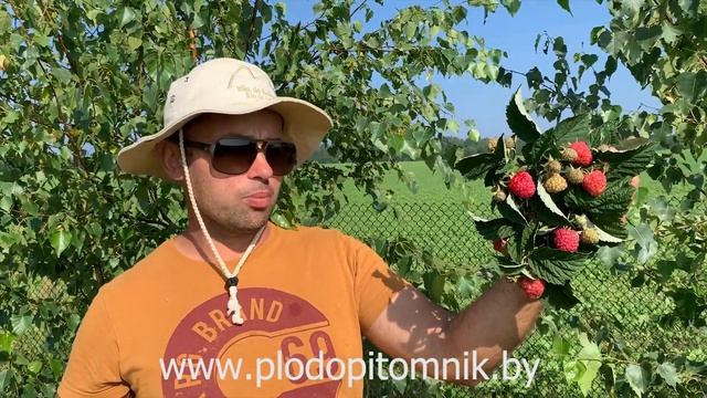 Малиновое дерево СКАЗКА. Ягоды так называемого малинового дерева либо штамбовой малины в питомнике