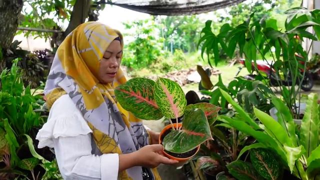 Jual Tanaman Hias Super Rimbun Menor dan Sehat Sentosa смотреть онлайн
