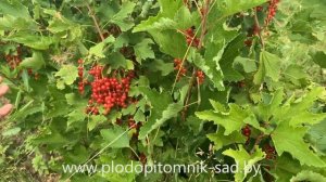 Смородина красная Ненаглядная - описание сорта, видео плодоношения на ягодной плантации.