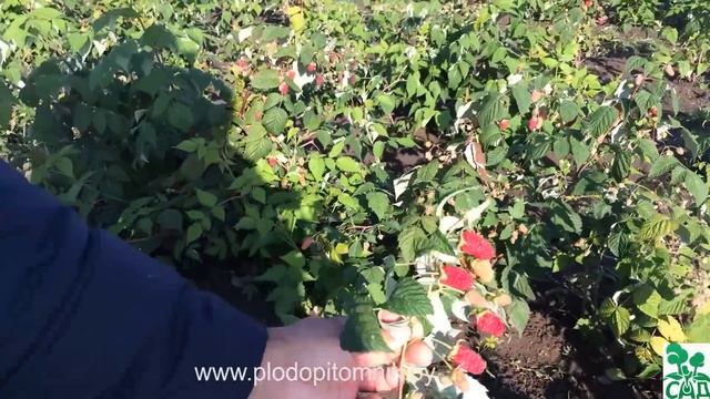 Малина и малина ремонтантная сорта Бриллиантовая, Полка, Рубиновое ожерелье и др. смотреть онлайн