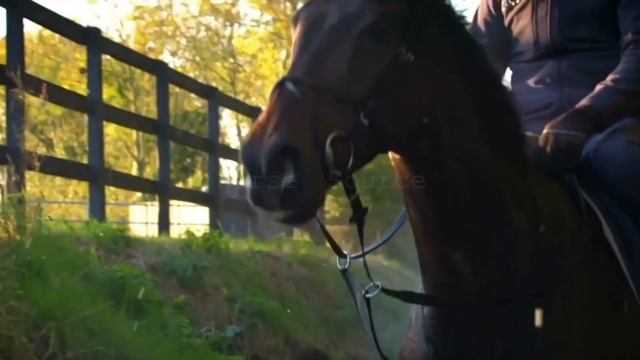 Masquerade || Equestrian Music Video || смотреть онлайн