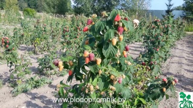 Малина ремонтантная сорт Евразия смотреть онлайн