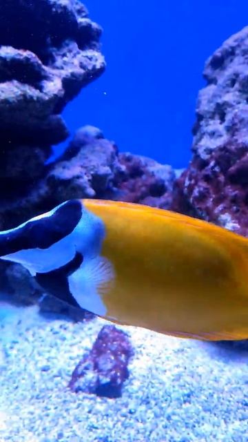 Лисица Ло с мордой будто что то от зебры смотреть онлайн