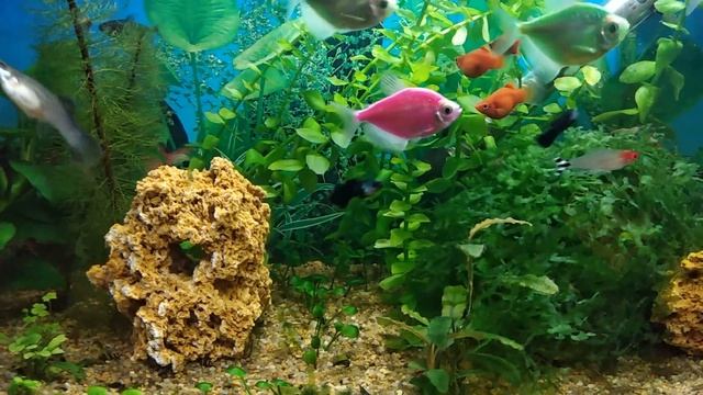 Травник с ракушняком; тернеции гло фиш. смотреть онлайн