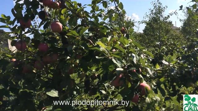 Яблоня сорт Слава победителям смотреть онлайн