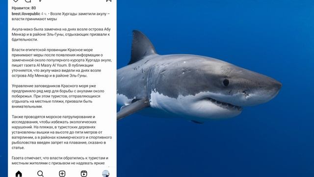 В Египте в районе Хургада снова заметили акулу 🦈#египет#акула2024 смотреть онлайн