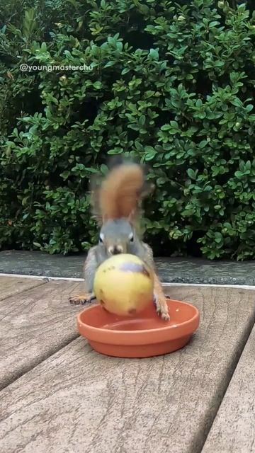 red squirrel Lil Max is so strong 💪 смотреть онлайн