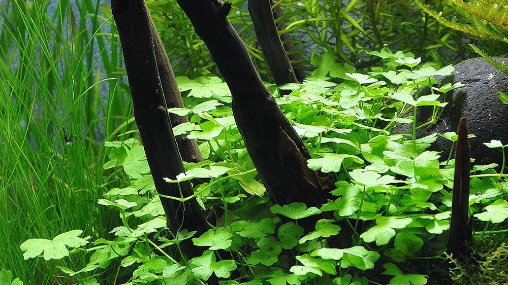 Гидрокотила трипартита - Hydrocotyle Tripartita