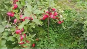 Яблони в Якутии. Осень 2024 #полукультурки Юнга и Барнаульское раннее, яблоня Летнее полосатое