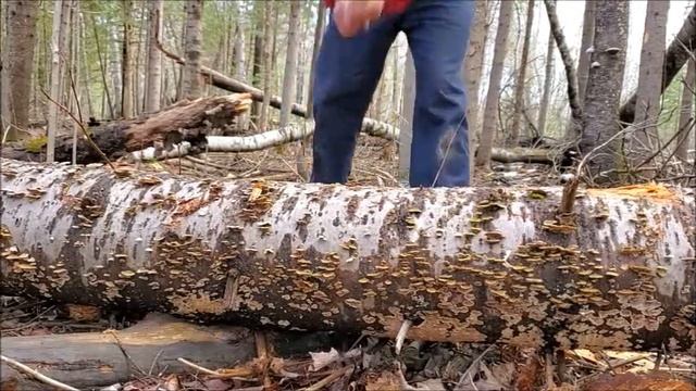 Yardworks 3.5 lb Fiberglass Axe - Part 2 Field Test смотреть онлайн