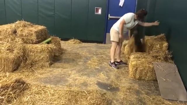 Apollo's First Barn Hunt Novice Q смотреть онлайн