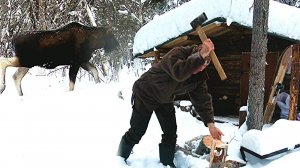 Живу в таёжной избе. Кругом лоси. Проверка путиков.