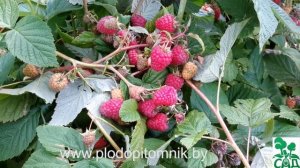 Малина сорт Метеор.