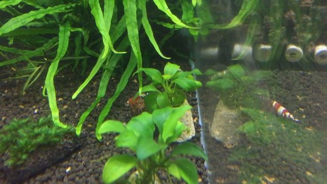 Anubias barteri var. nana - Анубиас бартера нана смотреть онлайн