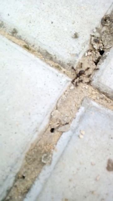 Королева муравьев смотреть онлайн