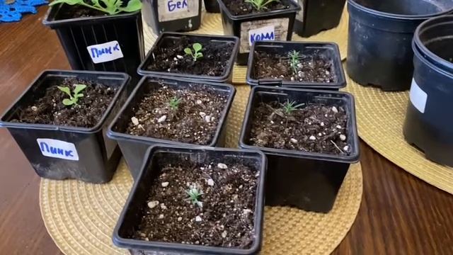 Петуния. Перевалка. Черенкования.