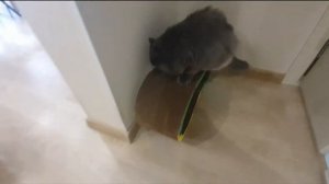 Кот Рыся наконец то принял когтеточку! Бася Шпиц - в восторге!
